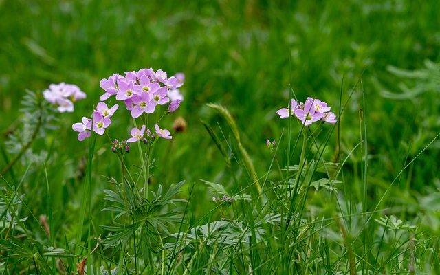 Beautiful Parks Near You For Earth Day