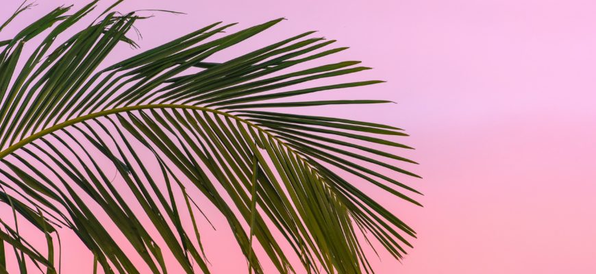 Palm tree against summer sky