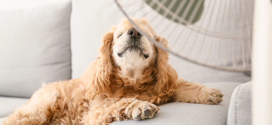 Cute,Dog,In,Room,With,Operating,Electric,Fan