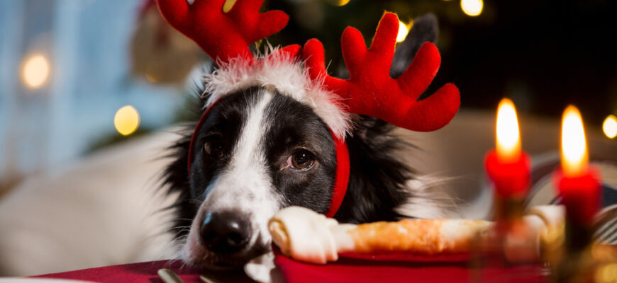 Close-up,Portrait,Of,A,Dog,Wearing,Reindeers,Horns,Celebrating,Christmas.