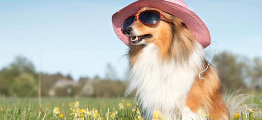 Funny,Portrait,Of,Sable,White,Shetland,Sheepdog,With,Stylish,Straw